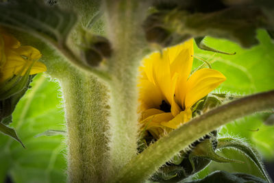 Close-up of yellow flowers