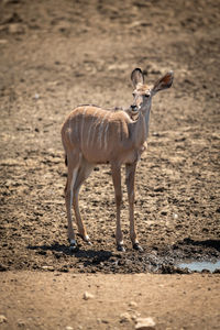 Female greater kudu standing by muddy waterhole