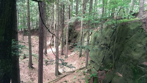 Trees in forest