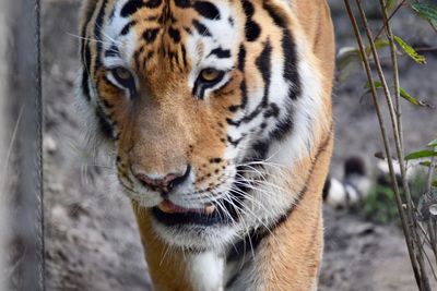 Close-up of a tiger in zoo