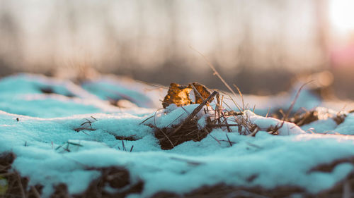 Frozen oak leaf with beautiful winter landscape, close-up of dry plant