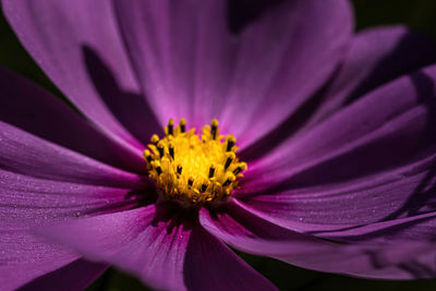 Close-up of purple flower