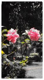 Close-up of pink flower