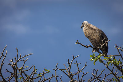 Low angle view of eagle perching on branch against sky