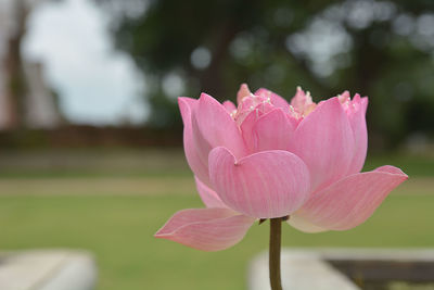 Close-up of pink lily