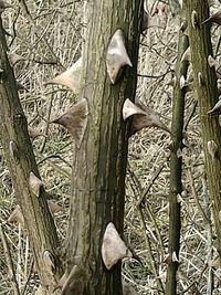 Close-up of tree stump