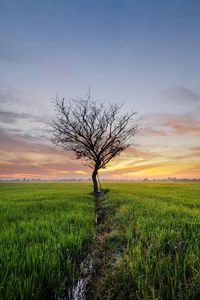 Scenic view of paddy field with single tree during sunrise.