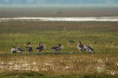 Ducks in a field