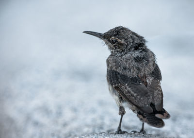 Close-up of bird perching on branch