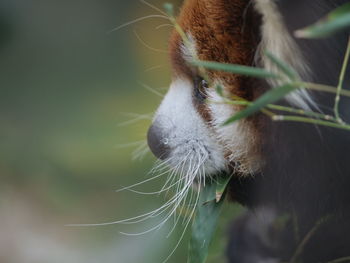 Close-up of a horse