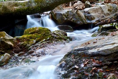 Scenic view of waterfall in forest