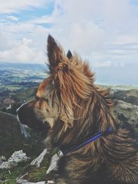 Close-up of dog on mountain against sky