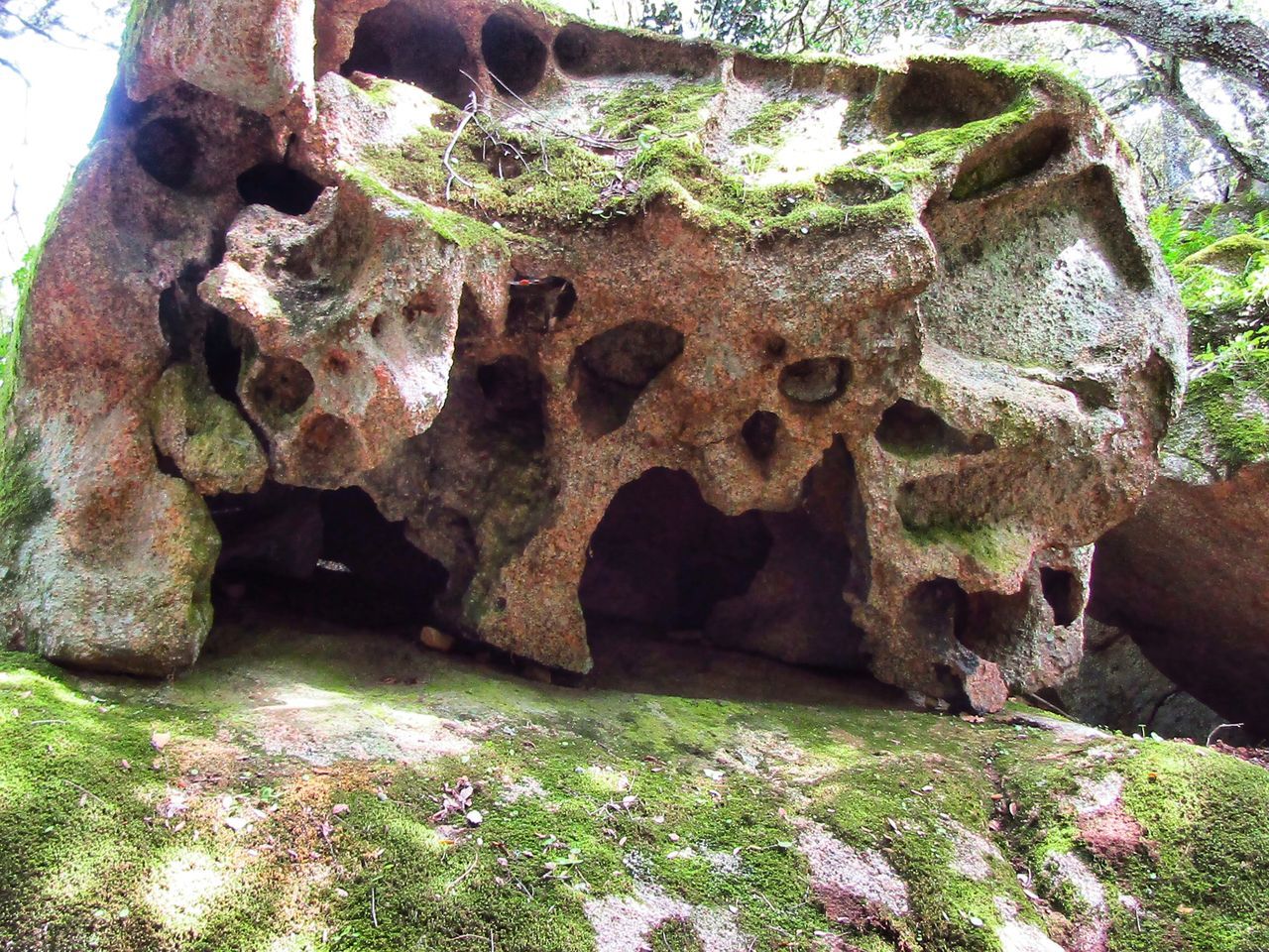 CLOSE-UP OF ROCK ON TREE TRUNK