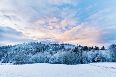 Pine trees on snow covered land against sky