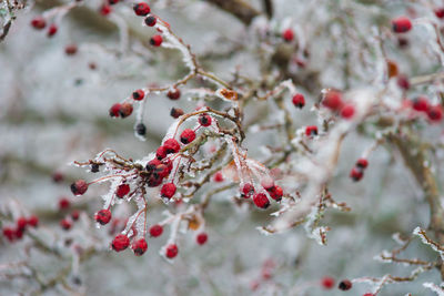 Close-up of frozen berries on tree