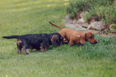 Dog lying on grass