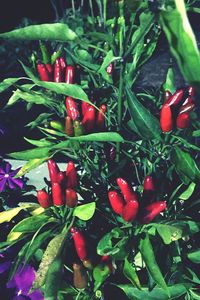 Full frame shot of red flowers