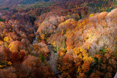 Scenic view of forest during autumn