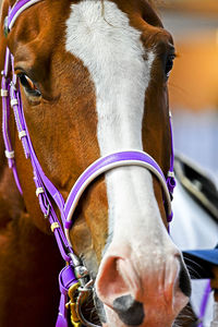 Close-up of horse