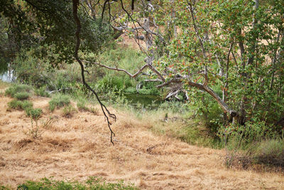 View of an animal on field