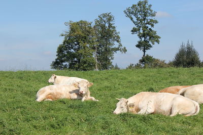 Cows on field against sky