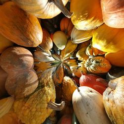 Full frame shot of pumpkins