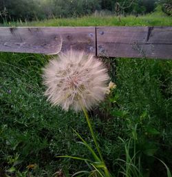 Close-up of dandelion in field