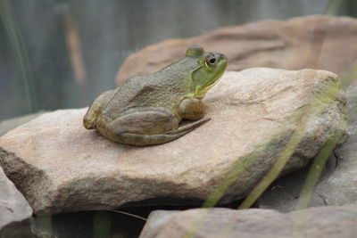 Close-up of frog on rock