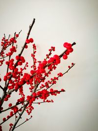 Low angle view of red leaves on tree against clear sky