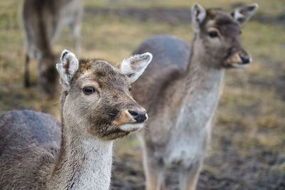 Roe deers standing on field