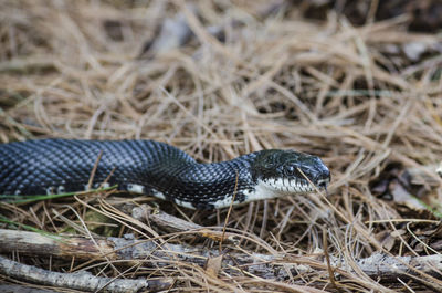 Close-up side view of a snake on ground