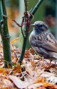 Close-up of bird perching on branch