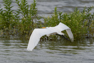 White bird flying over lake