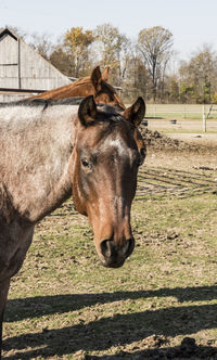 Close-up of horse standing on field against sky