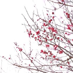 Low angle view of pink flowers