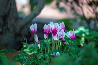 Close-up of pink flowering plant