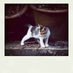 domestic cat