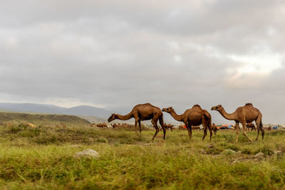 Camels with landscape