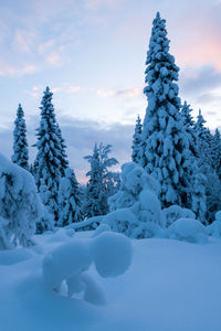 Snow covered land and trees against sky