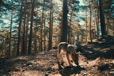 Horse in a forest