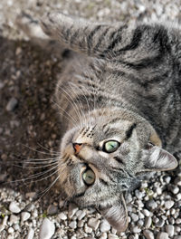 Close-up portrait of a cat