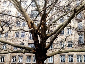 Low angle view of bare tree against buildings in city