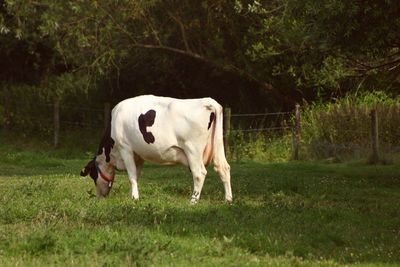 Grass grazing on grassy field