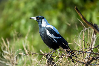 Close-up of bird perching on tree