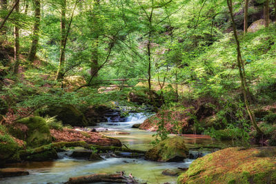 River flowing amidst trees in forest