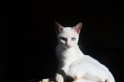 Close-up portrait of cat against black background