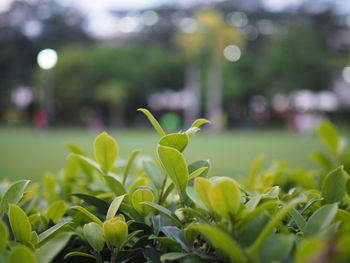 Close-up of plant growing on field