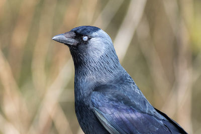 Close-up of bird perching on plant