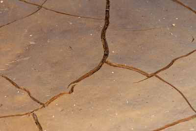 High angle view of lizard on wet land