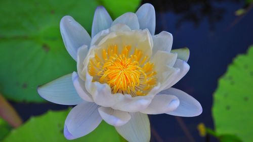 Close-up of white flower